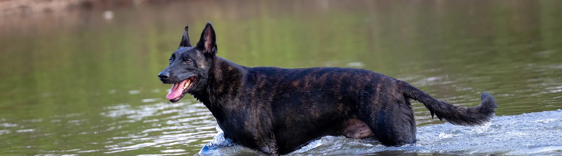 A working dog crossing a river