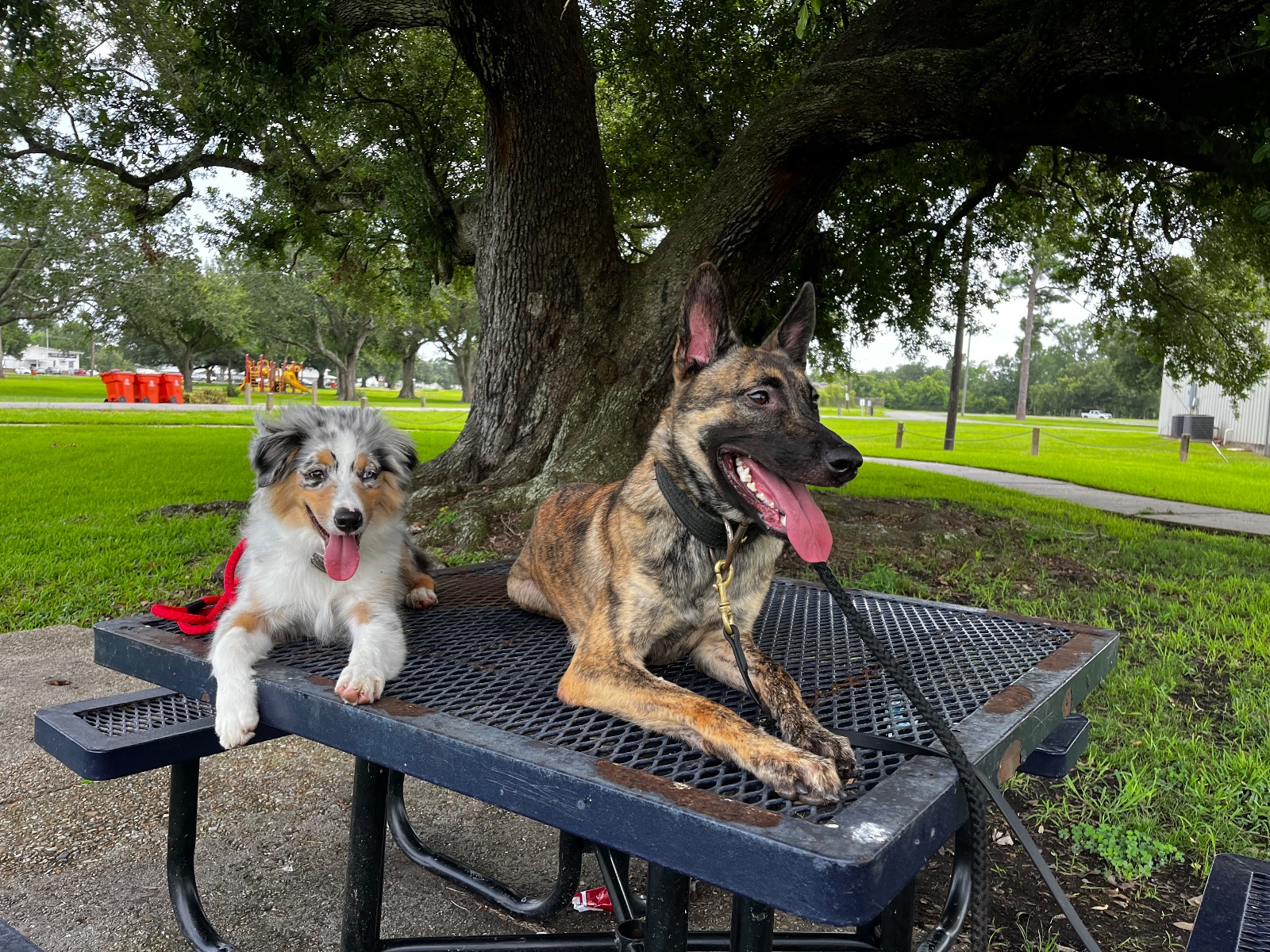 Roux enjoying time outdoors alongside another dog, showcasing her alert expression and distinctive brindle coat.